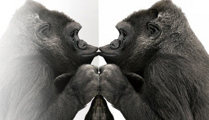 стекло Gorilla glass 